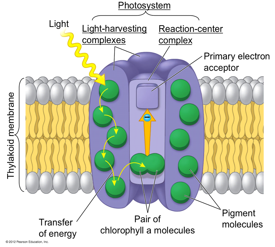 Photosystem Diagram.png